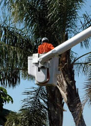 Palm Tree Maintenance Coomera