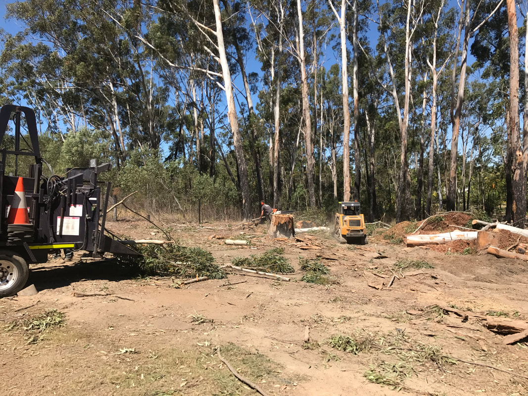 Tree Services Bundall