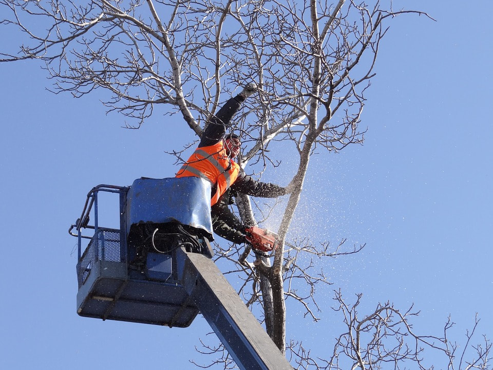 Tree Services Coombabah