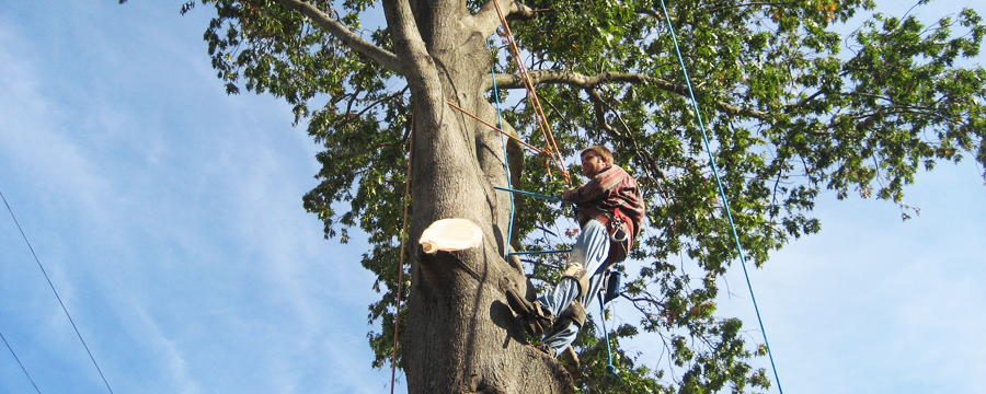 tree felling and cutting