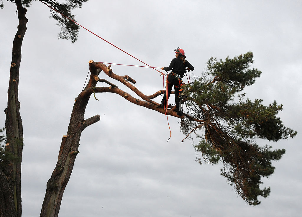 Tree Lopping service