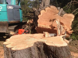 stump removal gold coast