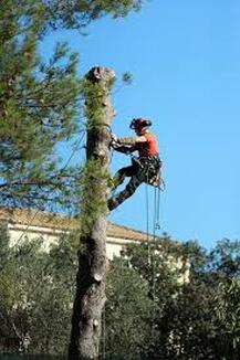 Tree Lopping Coomera
