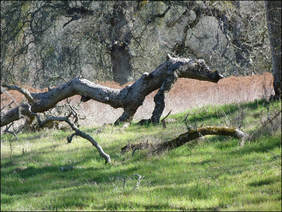 Tree Lopping Burleigh
