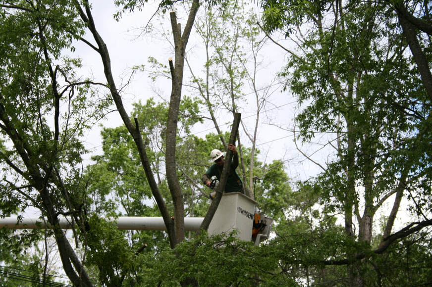 Tree Service Pacific Pines