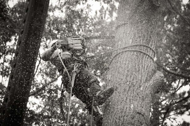 Tree Lopping Gaven