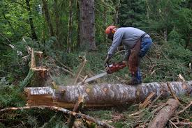Tree Service Pacific Pines