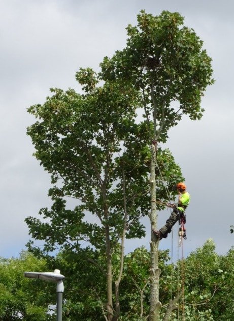 Tree Pruning Tallai