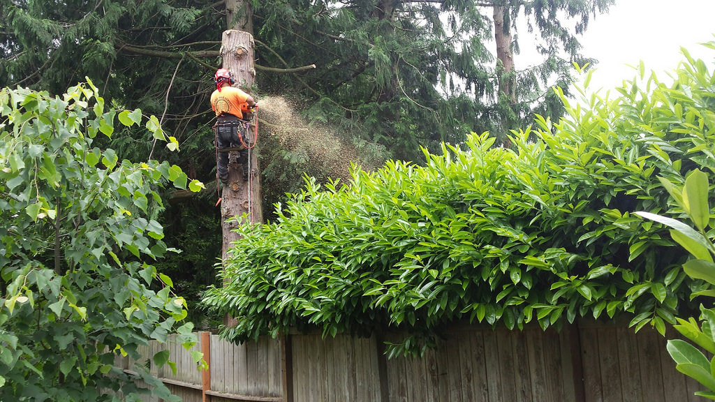 Tree and Stump services